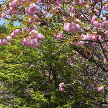 高原の八重桜