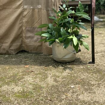 泰勝寺お茶市／京都吉田山大茶会