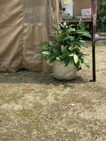 泰勝寺お茶市／京都吉田山大茶会